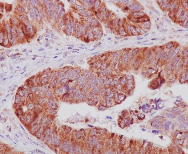 Cytochrome C Rabbit mAb ABZ5043