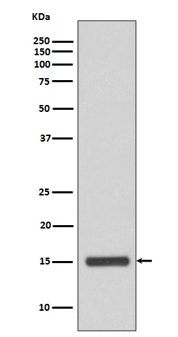 Cytochrome C Rabbit mAb ABZ5043