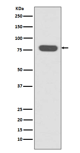 Radixin Rabbit mAb ABZ5044