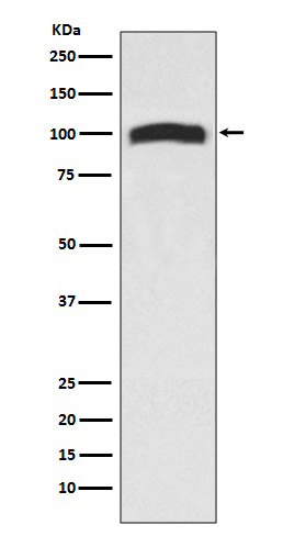 VAV2 Rabbit mAb ABZ5051