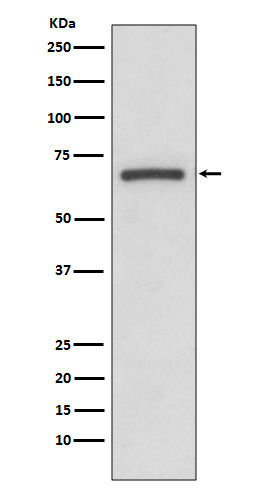 Cyclooxygenase 1 Rabbit mAb ABZ5052
