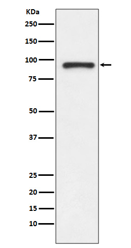 Topoisomerase I Rabbit mAb ABZ5053