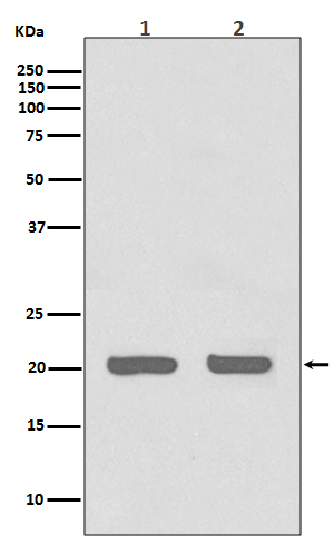 IL-1RA Protein Rabbit mAb ABZ5057