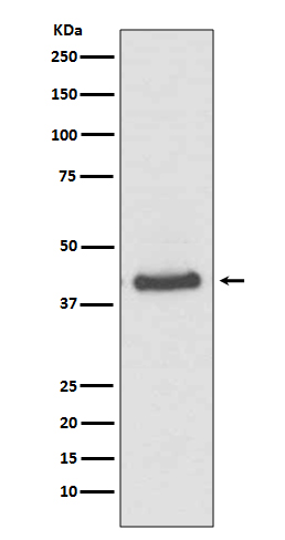 JunB Rabbit mAb ABZ5063