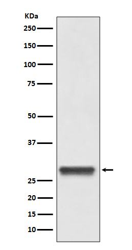 14-3-3 Rabbit mAb ABZ5066
