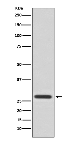 14-3-3 theta Rabbit mAb ABZ5067