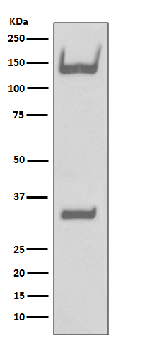 Trk Rabbit mAb ABZ5068