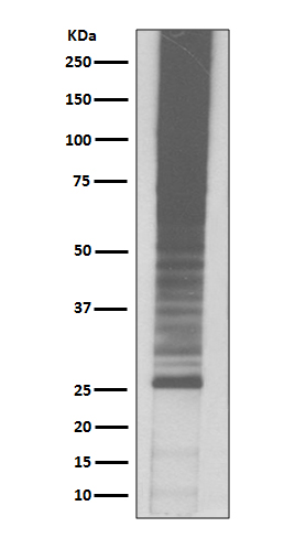 Ubiquitin K48 Rabbit mAb ABZ5070