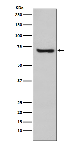 HspA2 Rabbit mAb ABZ5071