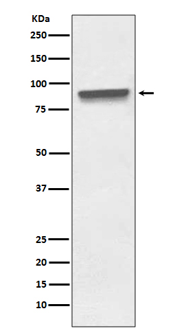 Mitofilin Rabbit mAb ABZ5073