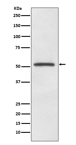 MiTF Rabbit mAb ABZ5089