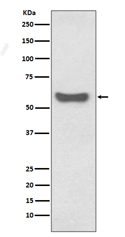 Human IgA Rabbit mAb ABZ5093