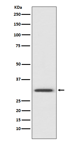 Annexin V Rabbit mAb ABZ5095