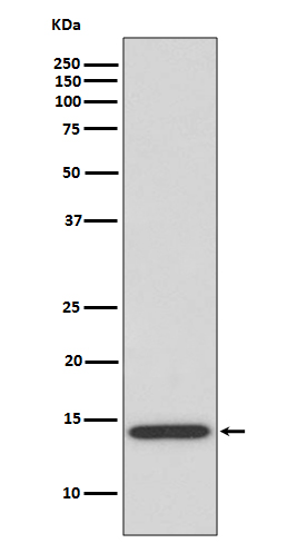 IL-4 Rabbit mAb ABZ5097