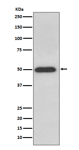 ATPB Rabbit mAb ABZ5098