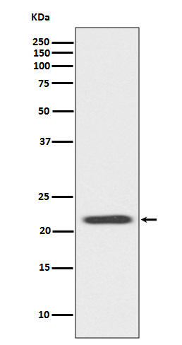 Bid Rabbit mAb ABZ5100