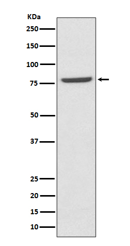 Mre11 Rabbit mAb ABZ5101
