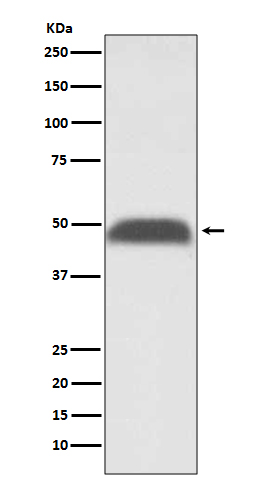 PABPN1 Rabbit mAb ABZ5103
