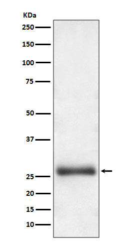 ATG10 Rabbit mAb ABZ5104