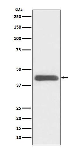 GATA1 Rabbit mAb ABZ5108