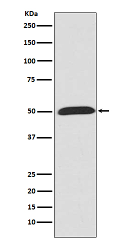 Wnt5a Rabbit mAb ABZ5111