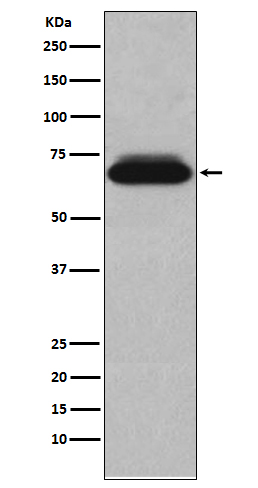 NUR77 Rabbit mAb ABZ5114