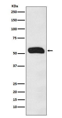 Human IgG Rabbit mAb ABZ5117