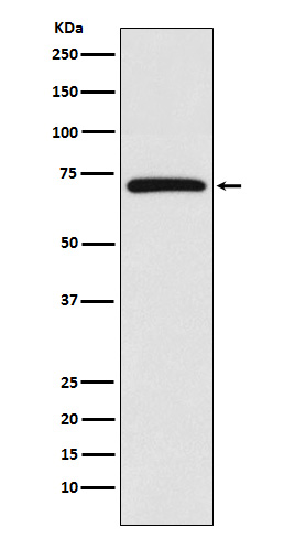 cIAP1 Rabbit mAb ABZ5118