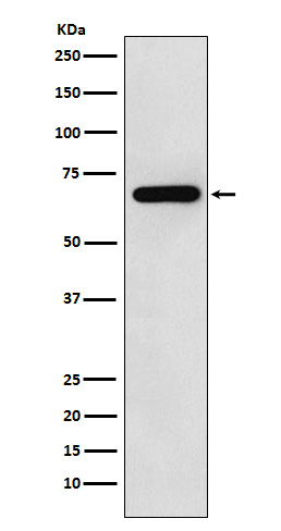 N WASP Rabbit mAb ABZ5124