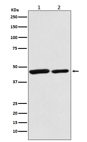 Citrate Synthetase Rabbit mAb ABZ5126