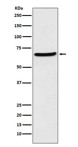 CDT1/DUP Rabbit mAb ABZ5127