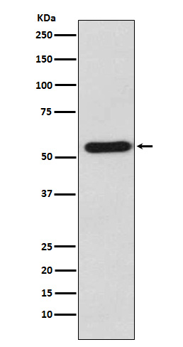 Staufen Rabbit mAb ABZ5128