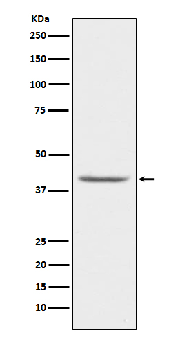 PON1 Rabbit mAb ABZ5129