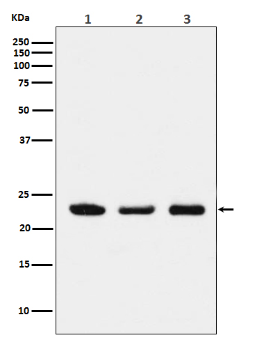 p23 Rabbit mAb ABZ5130