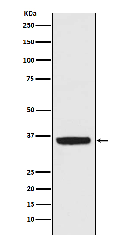 APE1 Rabbit mAb ABZ5131
