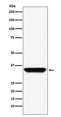 Adenosine A1 Receptor Rabbit mAb ABZ5134
