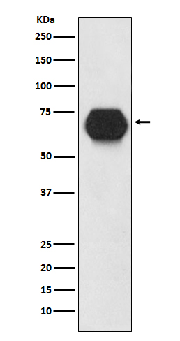 CD55 Rabbit mAb ABZ5135
