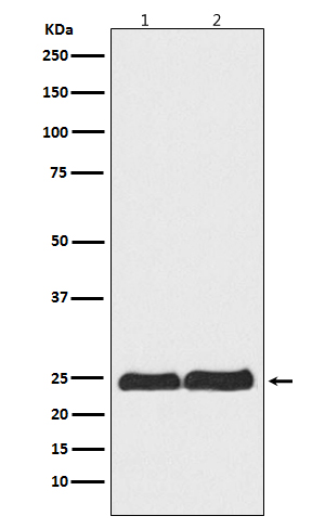 Ran Rabbit mAb ABZ5136