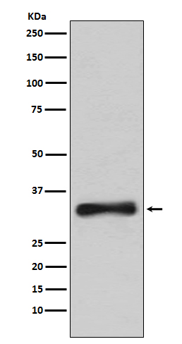 Emerin Rabbit mAb ABZ5138