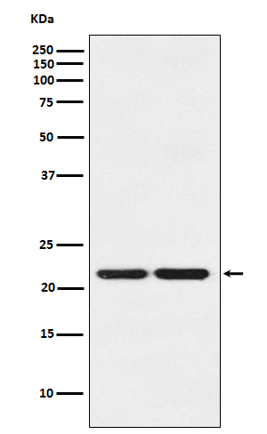HP1 gamma Rabbit mAb ABZ5139