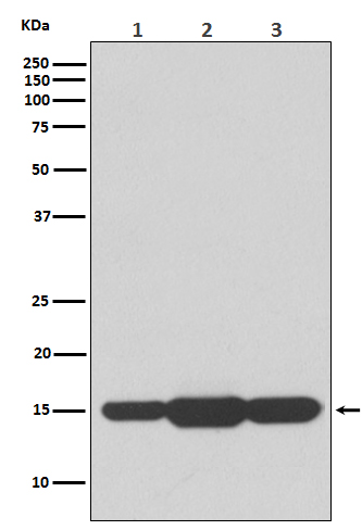 GABARAPL2/GATE-16 Rabbit mAb ABZ5142