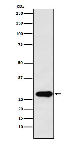 Securin Rabbit mAb ABZ5159
