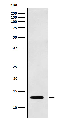Galectin 1 Rabbit mAb ABZ5160