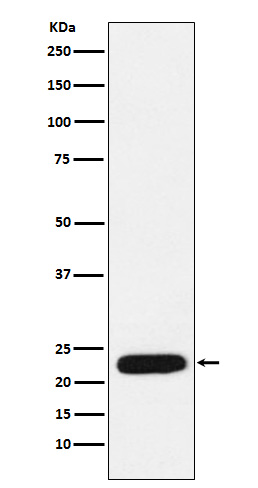 mtTFA Rabbit mAb ABZ5162