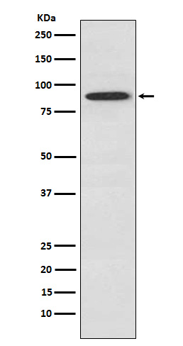 UBA2 Rabbit mAb ABZ5168