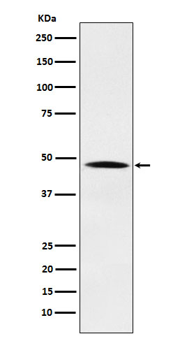 Nck Rabbit mAb ABZ5173