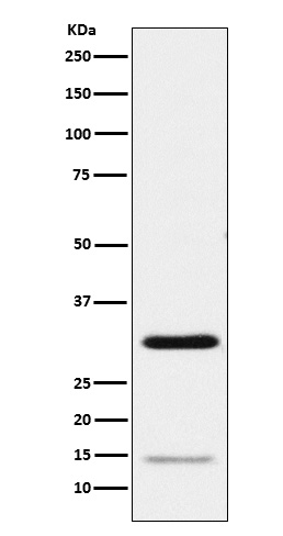 Geminin Rabbit mAb ABZ5182
