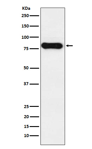 Human IgD Rabbit mAb ABZ5188