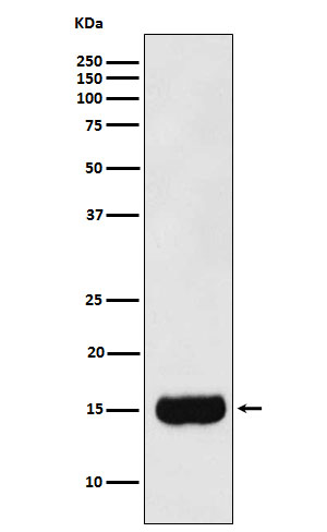 Prostate Secretory Protein Rabbit mAb ABZ5190