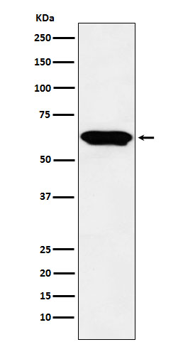 E2F4 Rabbit mAb ABZ5194